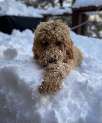 Millie